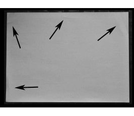 ЮАР 2011 г. "Капская флористическая область" (самоклейки)