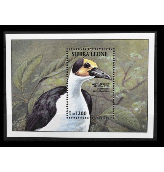 Сьерра-Леоне 1994 г. "Белошеий пикатартес" 