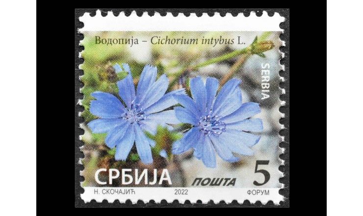 Сербия 2022 г. "Цикорий"