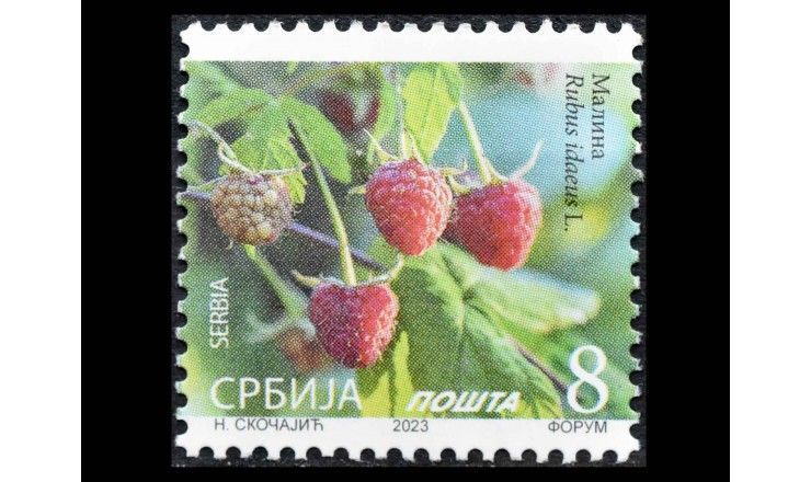 Сербия 2023 г. "Малина"