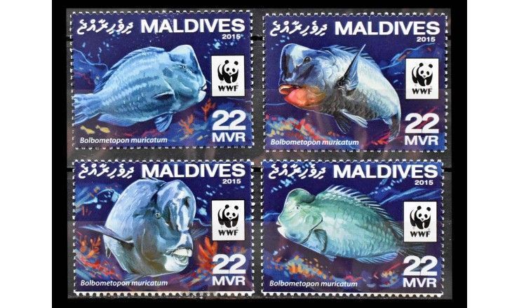 Мальдивы 2016 г. "Всемирный фонд дикой природы: Зелёная шишколобая рыба-попугай"