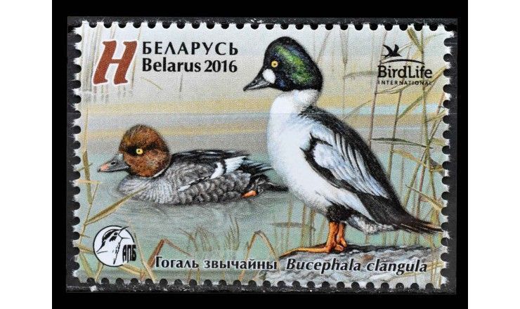 Белоруссия 2016 г. "Птица года: Гоголь обыкновенный"